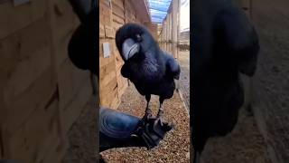 🐦‍⬛singing crow. बोलने वाला कौआ😛 #shorts #shortvideo #crow #talkingbirds #birds #birdsounds #viral