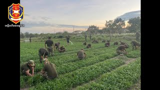 និស្សិតនាយទាហានភាសាចិនជំនាន់ទី២ បង្កើតផលដំណាំ(ឆ្នាំទី២)