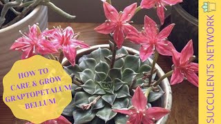 How To Grow \u0026 Care For Graptopetalum Bellum