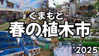 【春の植木市】熊本県で開催されている金魚！錦鯉！メダカ！多肉植物！盆栽！食べ物！なんでもあります❕