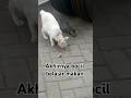 Bocil belajar makan #cat #catlover #shortvideo #shorts #youtubeshorts #kitten #anabul #oyen #oren