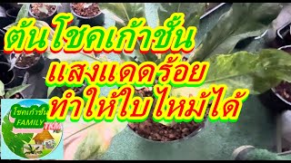 ต้นโชคเก้าชั้น แสงแดดร้อยเปอร์เซ็นต์ ทำให้ใบไหม้ ไม้มงคล แห่งปี EP.268