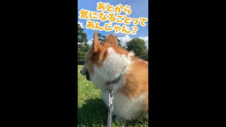 【おさんぽ】素通りしてからやっぱ気になることってあるよね【コーギー犬】 #Shorts