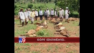 Belagavi: Over 55 Sheep Die after Eating Poisonous Feed While Grazing