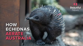 Beautiful News | Digging for dinner and saving the planet: it’s all in a day’s work for echidnas