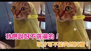 【Cute萌寵】說好不洗澡的！奴才你可不能突然反悔！這樣是不行的！