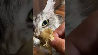 【メインクーン】鰹節が好きなデカイ猫🐈コスパ最高の猫のオヤツ #shorts