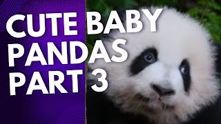 2024 Cute Baby Pandas - Part 3 #newsdigests #babypandas #cute #gentle