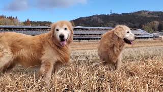 冬晴れの里山でゴールデンレトリーバーの日常。72.04