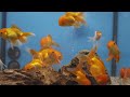 how to lower ph levels in aquariums easy method