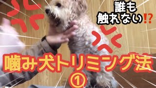 トリマーさんにお断りされた噛み犬　トイプードル　トリミング方法①