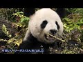 11 3シャンシャン何かにビックリした？目を見開いて下りちゃった＆初庭リーリ―❤giantpanda uenozoo@tokyo