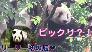 11/3シャンシャン何かにビックリした？目を見開いて下りちゃった＆初庭リーリ―❤giantpanda uenozoo@tokyo