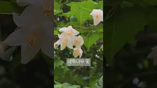 Styrax flower, the tree that stuns fish a while. 물고기를 잠시 기절시킨다고 하는 때죽나무 꽃 향기가 좋아 찍어봅니다.