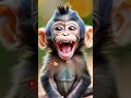 Laughing monkey 🐒🐵🐵🐒