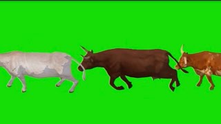 Green Screen walking \u0026 Running Cows in Single Lane 🐄 | green screen cow  #chromakey