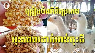 ត្រៀមចំណីពីរប្រភេទមុនដាក់មាន់ចុះ | Prepare two types of food before putting the chicken down.