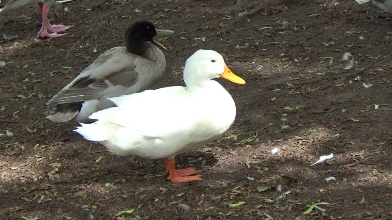 Ducks - YouTube