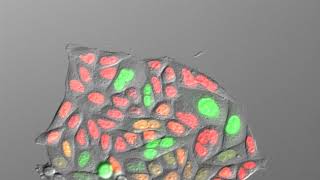 HeLa cell ― Cell cycle indicator Fucci