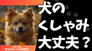 犬のくしゃみが心配？原因を徹底解説！