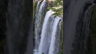 Water falls New Zealand 🇳🇿 Whangarei Falls #waterfall #newzealand