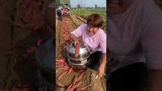 බතල තම්බන හරි ක්‍රමය|  Sweet Potato for breakfast By Ceylon Food Lk (Bathala thambamu)