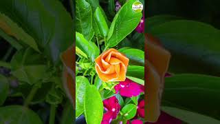 #shorts Hibiscus flower blooming Time lapse #hibiscus  @EasyGardeningTamil