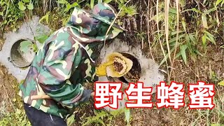 大哥地窖来了一群野蜜蜂，邀请文哥来帮忙，没想到还有意外收获！【山村大雄】