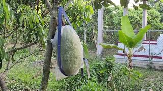 Arbori cu fructe in Mekong, pe potecile înguste, Vietnam