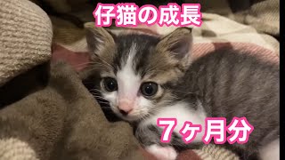 仔猫の生まれ日から7カ月の成長記録動画　ダイジェスト版　27分Growth record video of 7 months from the birth date of the kitten