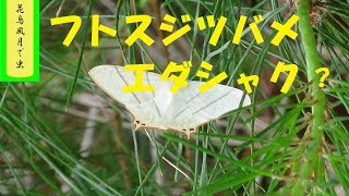 シャクガの幼虫は尺取虫