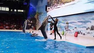 Dolphin Show Dubai UAE FULL VIDEO 2023 | Best of Dubai Dolphin Show | Dubai Dolphinarium