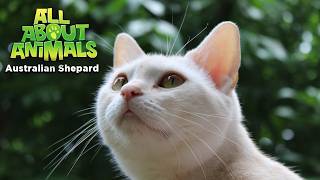 Colorpoint Shorthair | Cat Care Tips