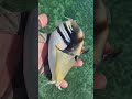 picasso triggerfish on fly. on my mutant shrimp fly pattern