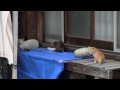 野良猫親子を観察（チビ猫を連れてきた） ①