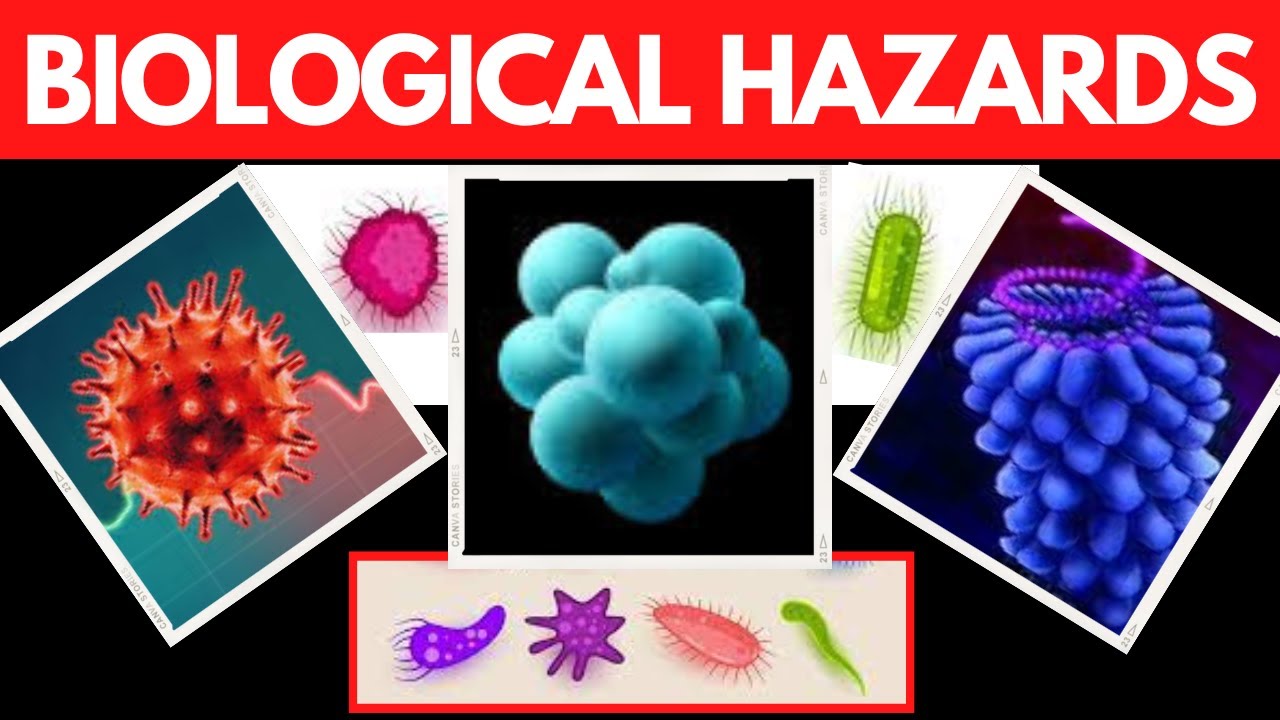 Workplace Biological Hazards Types Categories Of 57 Off