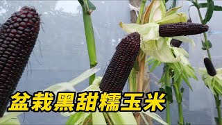 黑色的玉米也能在家盆栽？从育苗到收获全过程，最终的成果太好了