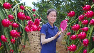 Harvesting Giant Red Dragon Fruit Go To The Market Sell | Lucia New Life