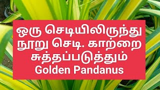 ஒரு செடியிலிருந்து நூறு செடி பெருக்கம்.காற்றை சுத்தப்படுத்தும் Golden Pandanus