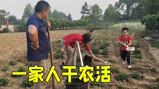 勇哥割油菜是保保的帮手，圆圆也帮忙浇粪水，是妈妈的小帮手【乡野勇哥】