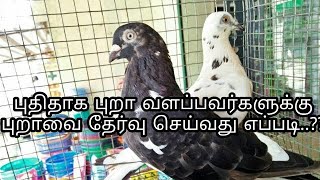 புதிதாக புறா வளப்பவர்க்கு | புறா வளர்ப்பு | Pets And Tips