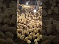 jcrduckfarm