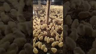 #jcrduckfarm