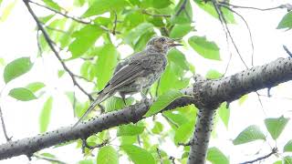 かわいい巣立ち雛 ヒヨドリの幼鳥 Brown-eared Bulbul（鵯、白頭鳥、Hypsipetes amaurotis）スズメ目ヒヨドリ科ヒヨドリ属　DSCN6097