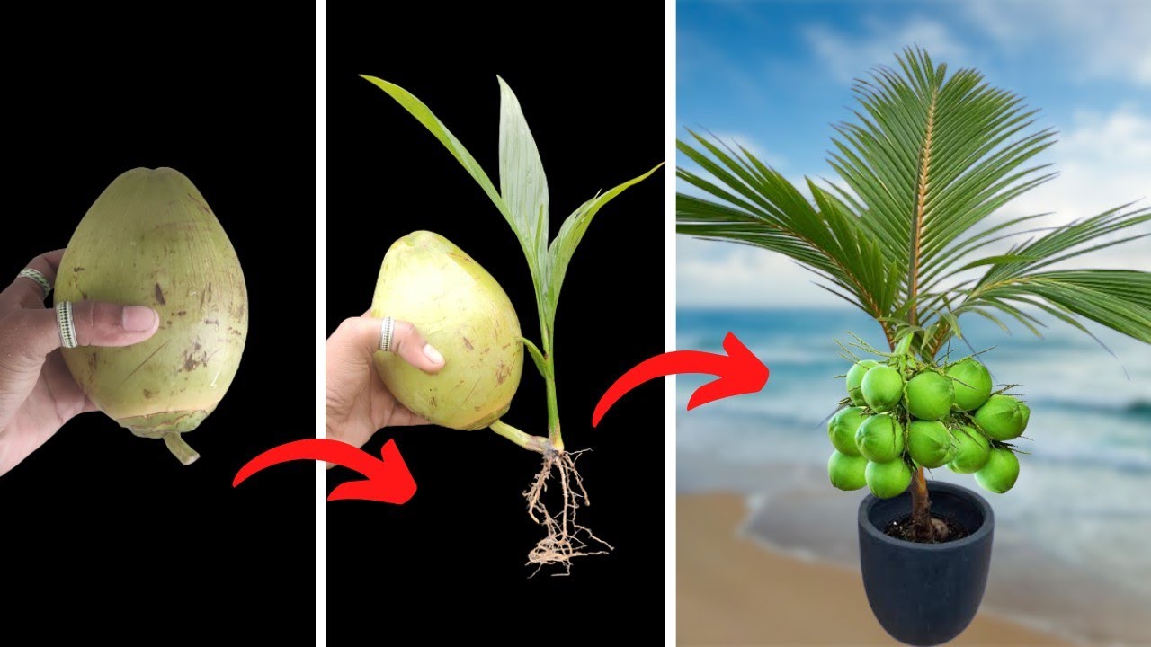 How To Grow Coconut Tree From Coconut Fruits Eazy Method - YouTube