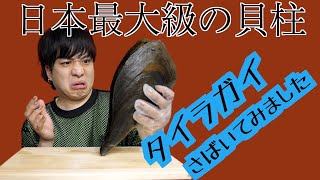 【日本最大級の貝柱】タイラガイ 刺身にするよ！ #116