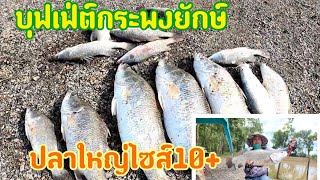 บุฟเฟ่ต์ปลากระพงยักษ์Ep.23