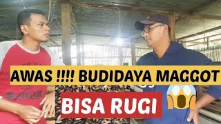 AWAS !!!!!!  BUDIDAYA MAGGOT BSF BISA RUGI !!!