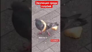 Эволюция среди голубей! #тренды #животные #animals #funnyanimal #голуби #эволюция #птицы #городские