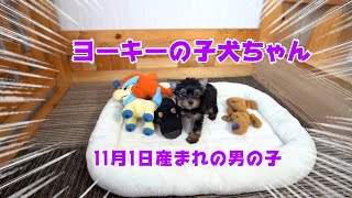 11/1産まれのヨーキーのパピー